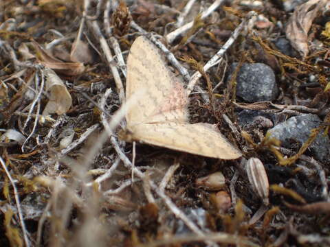 Image of Scopula rubraria Doubleday 1843