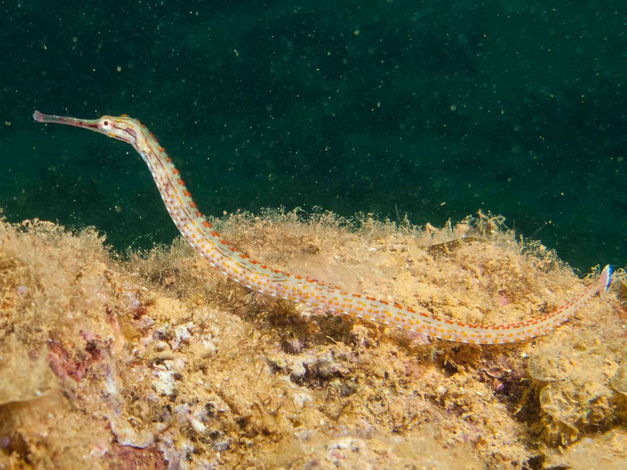 Image de Corythoichthys ocellatus Herald 1953