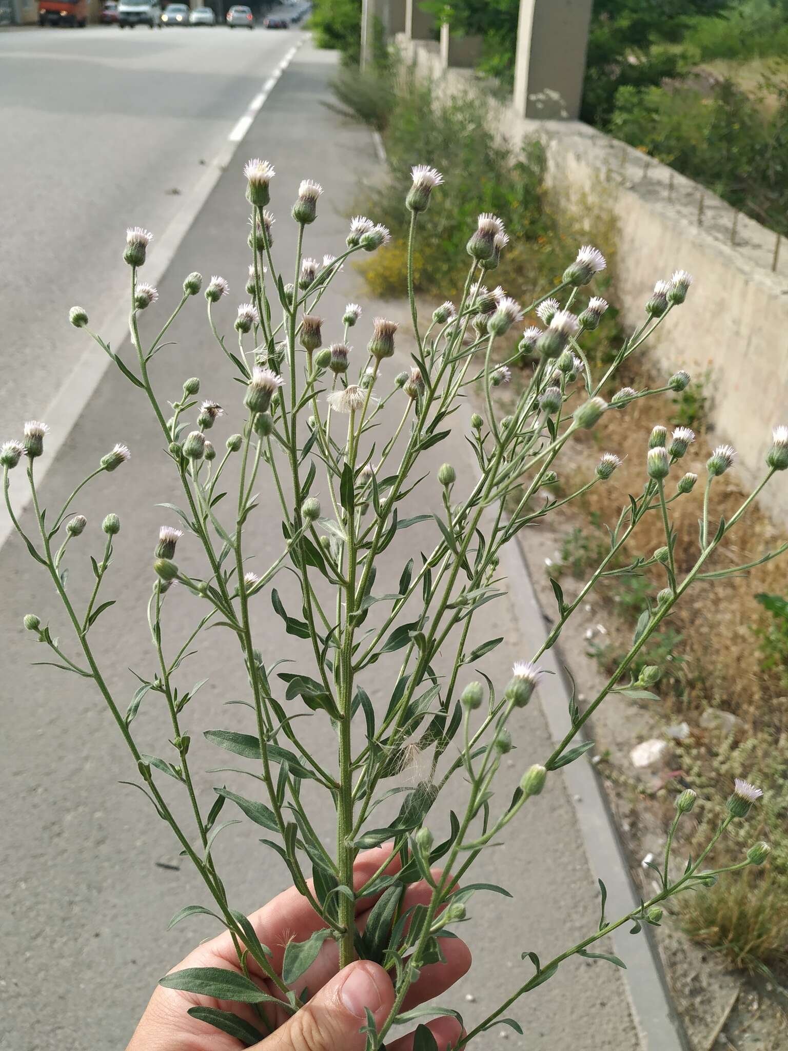 Plancia ëd Erigeron acris subsp. podolicus (Bess.) Nym.