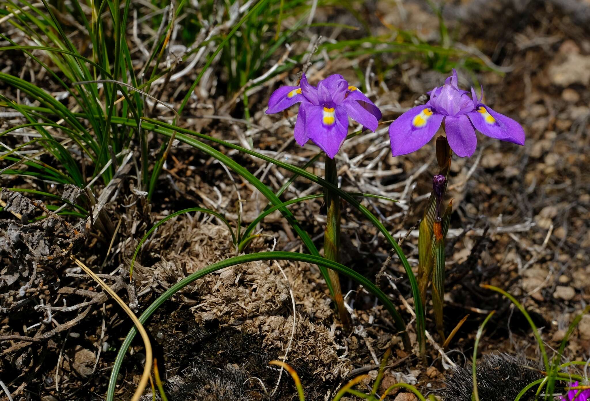 Image of Moraea alpina Goldblatt