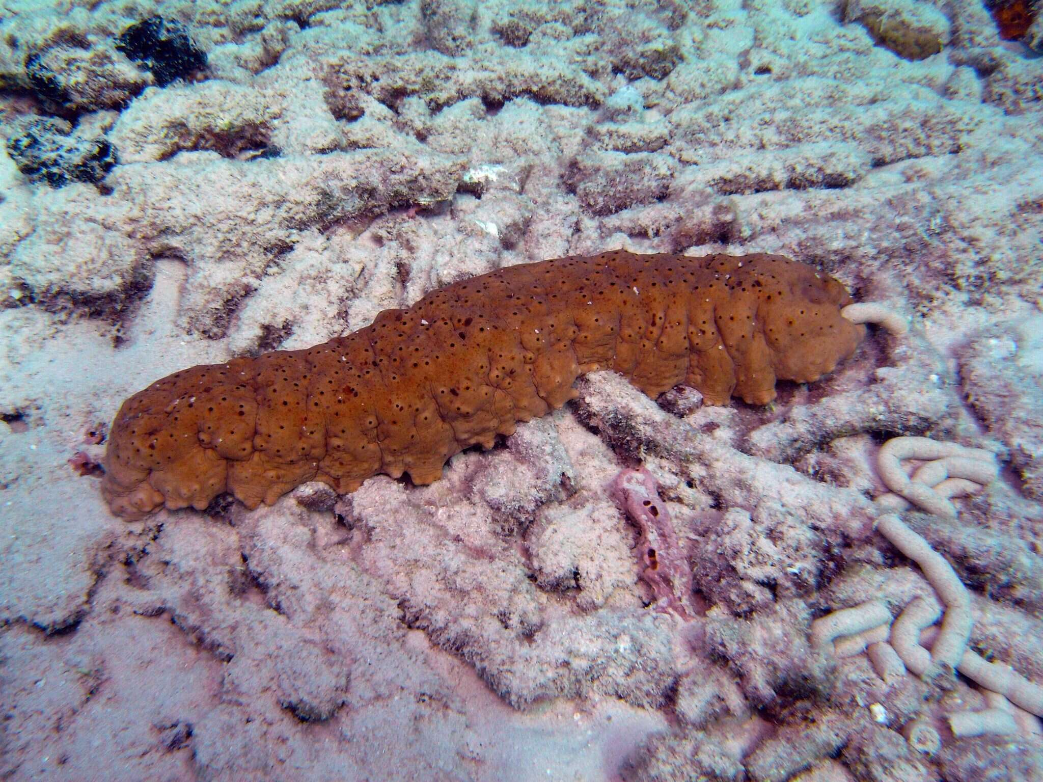 Image de Concombre de mer à points