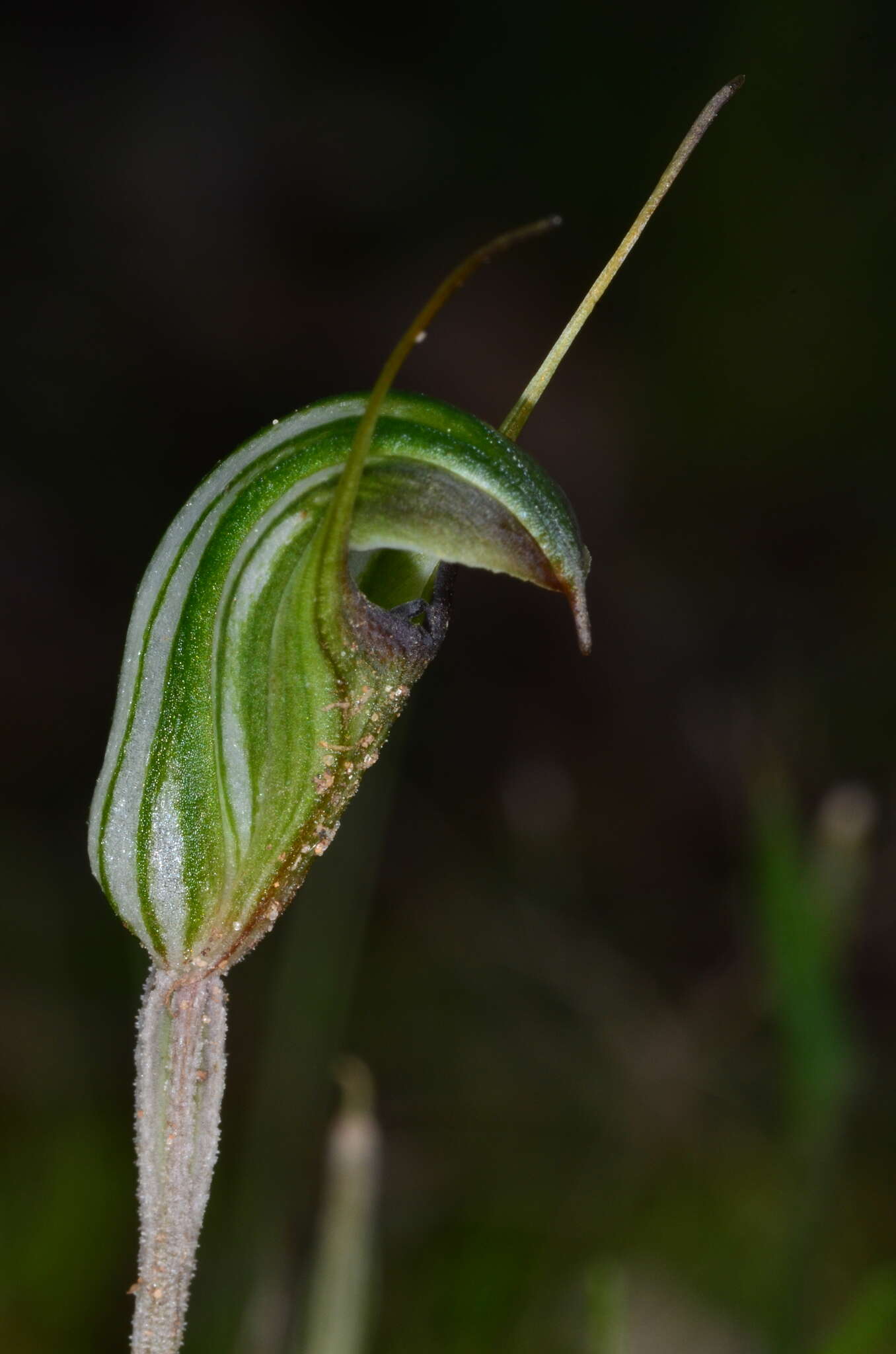 Image of Pterostylis toveyana Ewart & Sharman