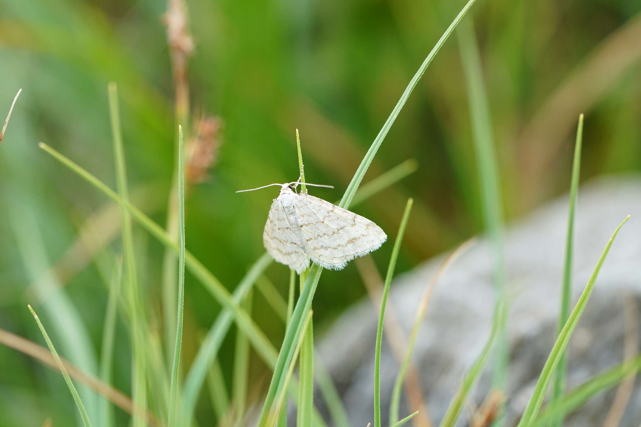 Image de <i>Perizoma verberata</i>