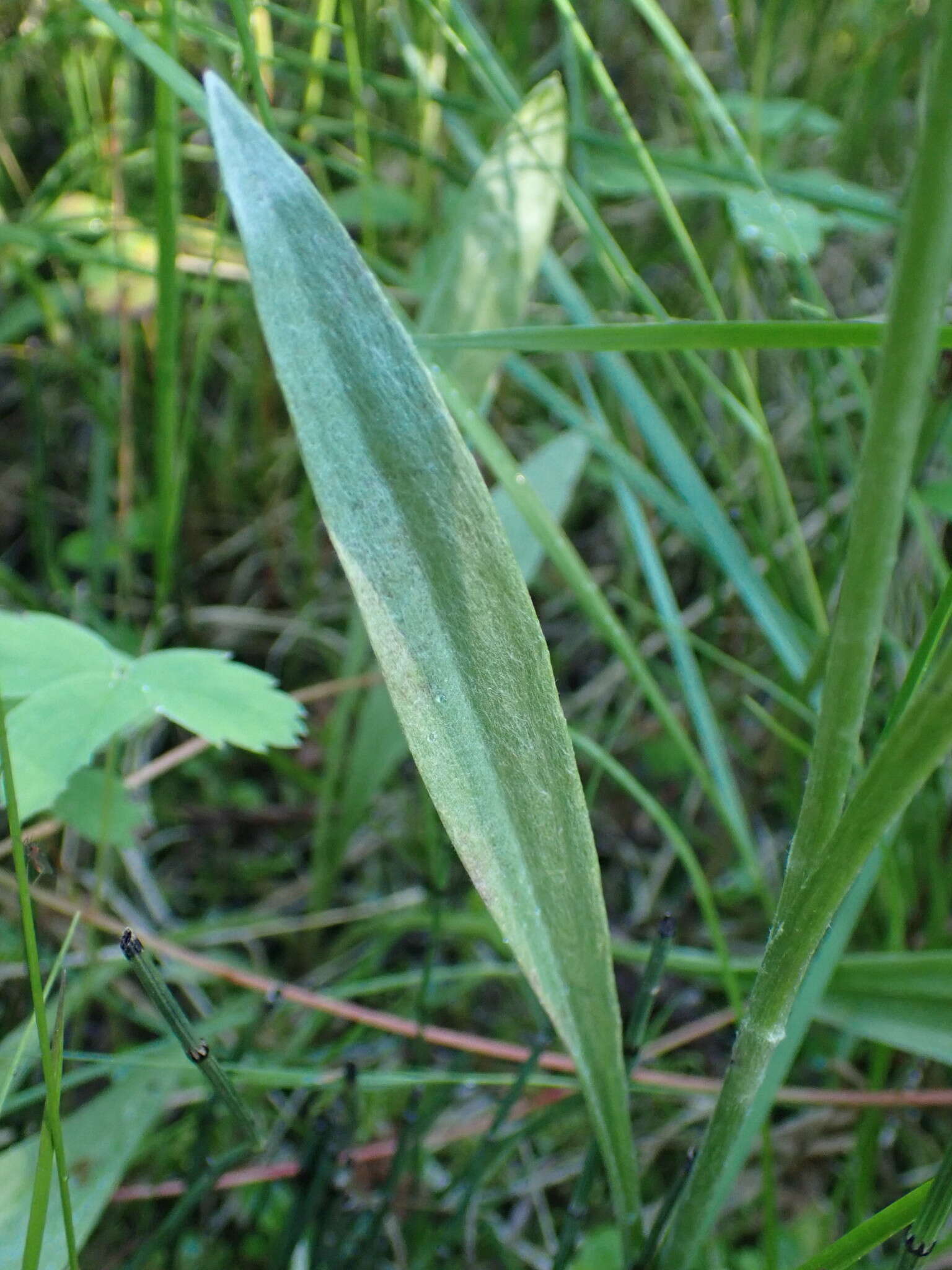 Plancia ëd Antennaria pulcherrima (Hook.) Greene