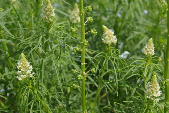 Image of Reseda globulosa Fisch. & C. A. Mey.