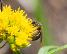 Lasioglossum nigroviride (Graenicher 1911)的圖片