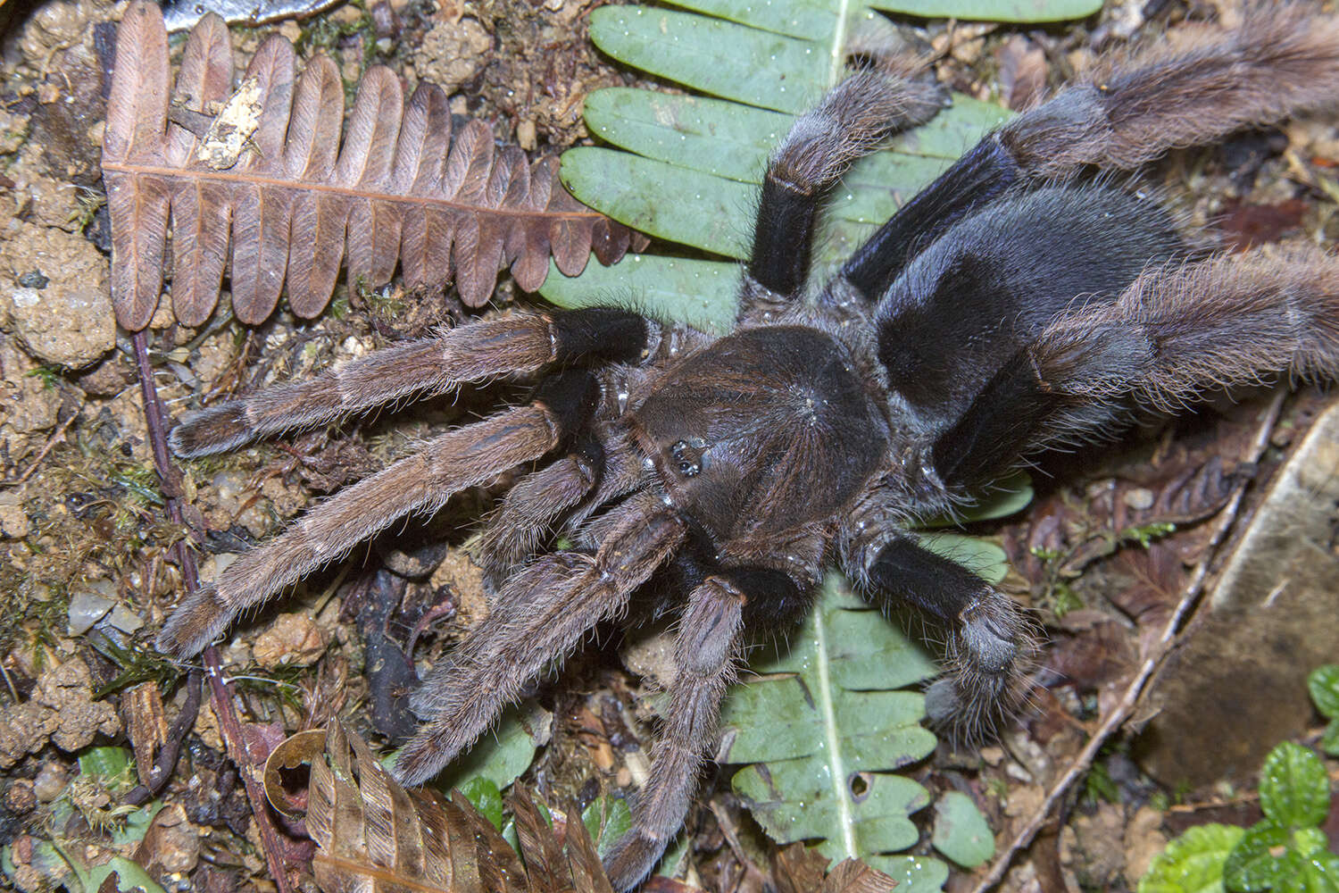 Image of Coremiocnemis hoggi West & Nunn 2010