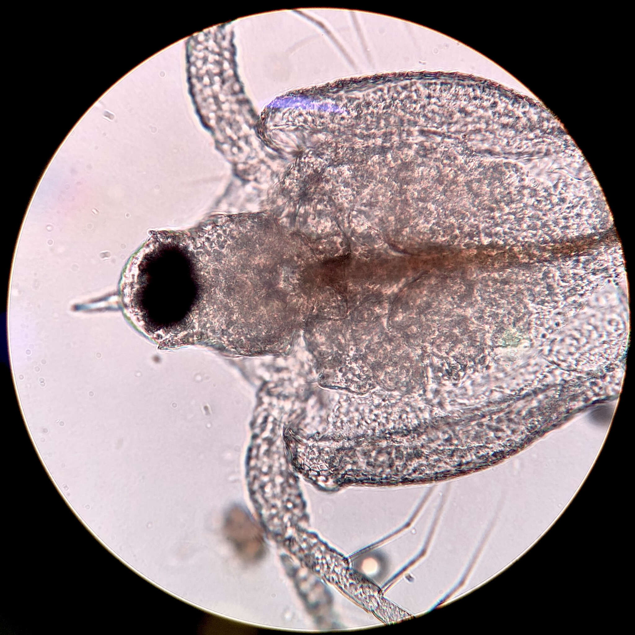 Image of meniscus waterflea