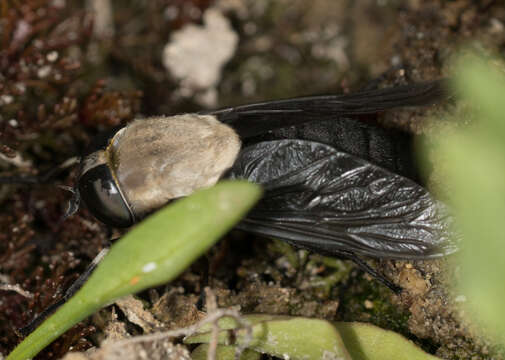 Image de Tabanus punctifer Osten Sacken 1876