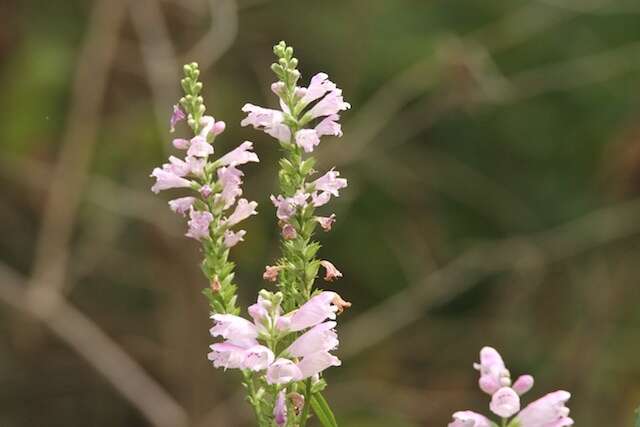 Image of obedient plant