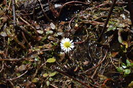 Image of Jaegeria glabra (S. Wats.) B. L. Robinson