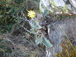 Image of Brachyglottis haastii (Hook. fil.) B. Nord.