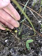 Image of Bristle-Seed Yellow Star-Grass