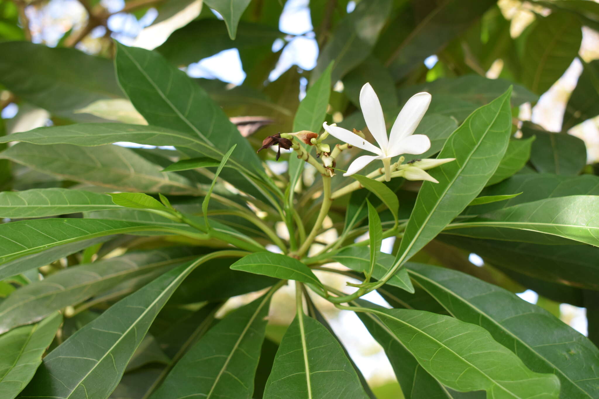 Image of Himatanthus articulatus (Vahl) R. E. Woodson