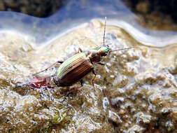 Image of Agonum (Agonum) marginatum (Linnaeus 1758)