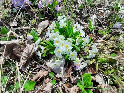 Image of Primula acaulis subsp. rubra (Sm.) Greuter & Burdet