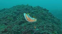 Image de Chromodoris orientalis Rudman 1983