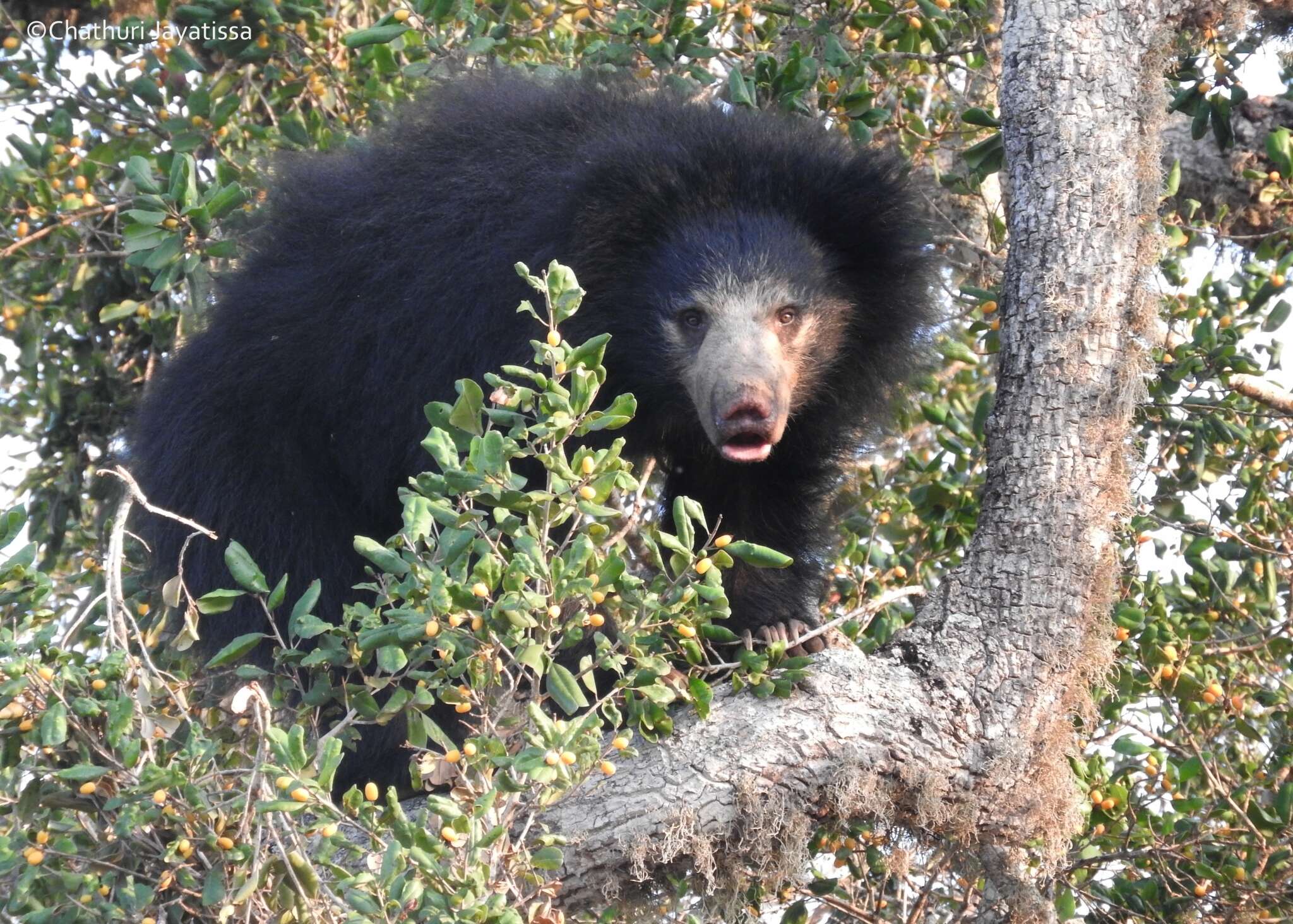 Image of Sri Lankan sloth bear