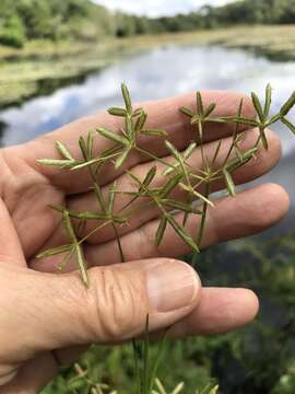 Imagem de Cyperus dentatus Torr.