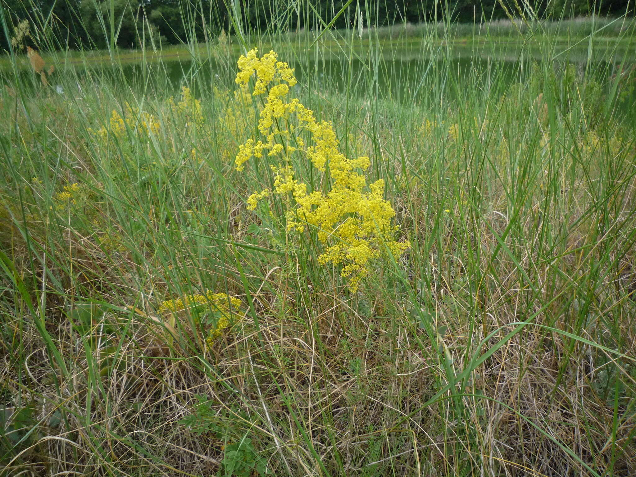 Plancia ëd Galium verum subsp. verum