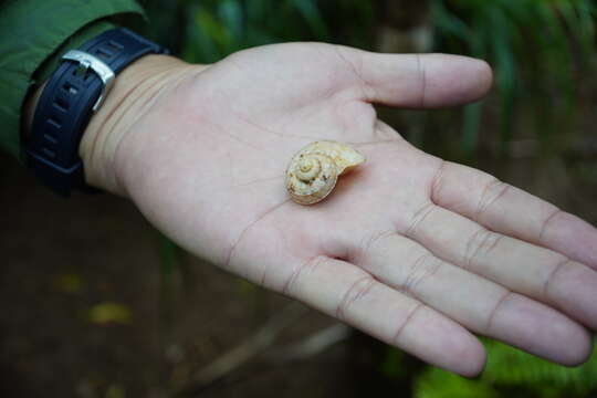 صورة Tropidophora articulata (Gray ex Griffith & Pidgeon 1833)