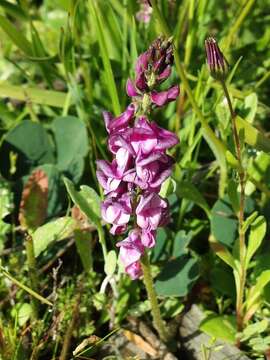 Plancia ëd Indigofera discolor Rydb.