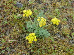 Image of bigseed biscuitroot