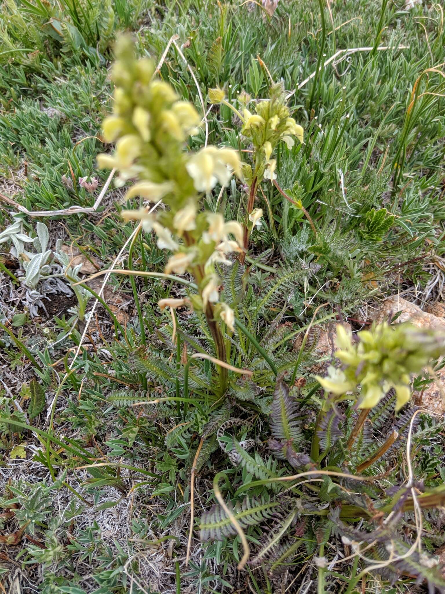 Image de Pedicularis parryi A. Gray