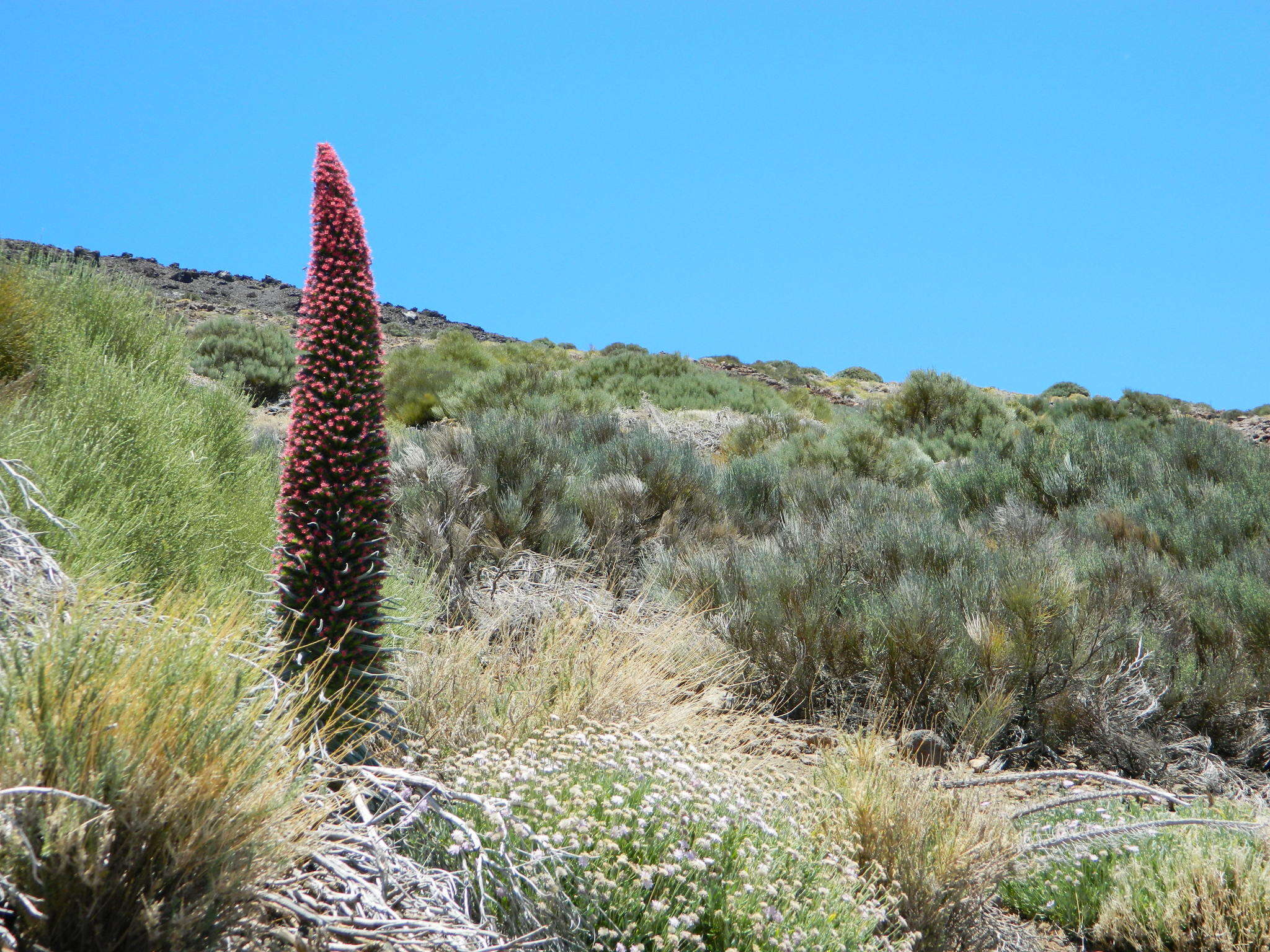 Image of Echium wildpretii H. H. W. Pearson ex Hook. fil.