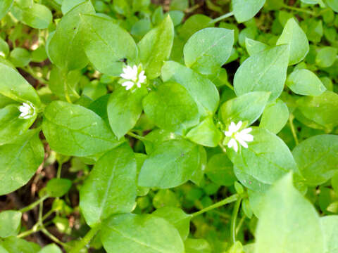 Image of common chickweed