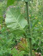 Image of Knautia involucrata Somm. & Lev.