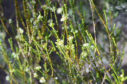 Image of Diosma prama I. Williams