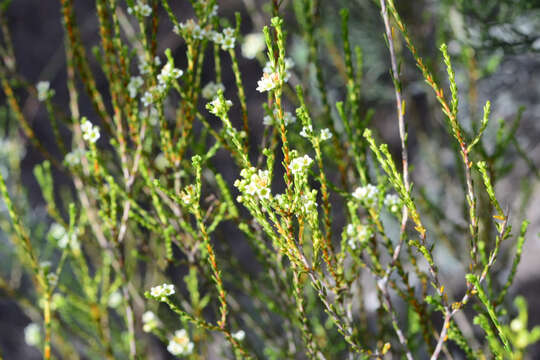 Image of Diosma prama I. Williams