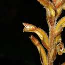 Sivun Erythrodes latifolia Blume kuva