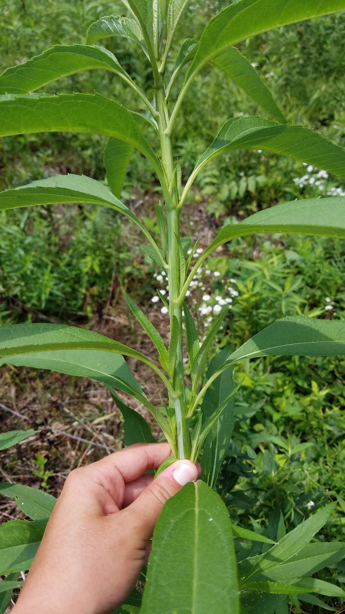 Sivun Helianthus grosseserratus M. Martens kuva