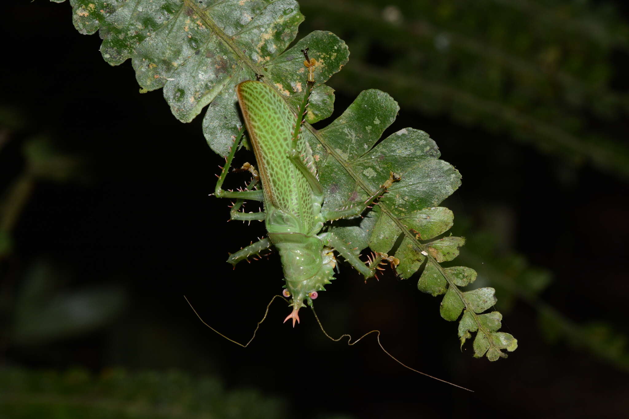 Image of Panacanthus cuspidatus (Bolívar & I. 1881)