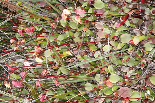 Image of Heliamphora nutans Benth.