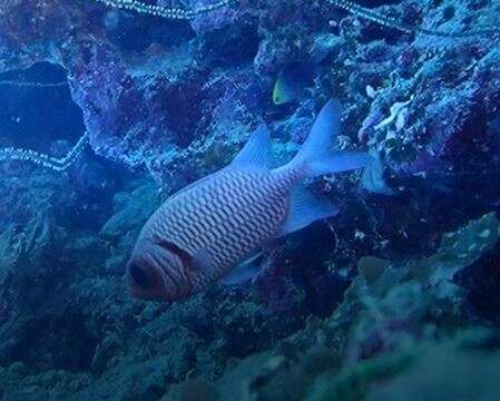 Image of Blacktip Soldierfish