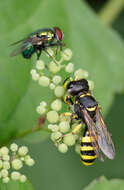 Ectemnius cephalotes (Olivier 1792)的圖片