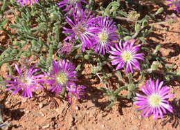 Imagem de Drosanthemum oculatum L. Bol.