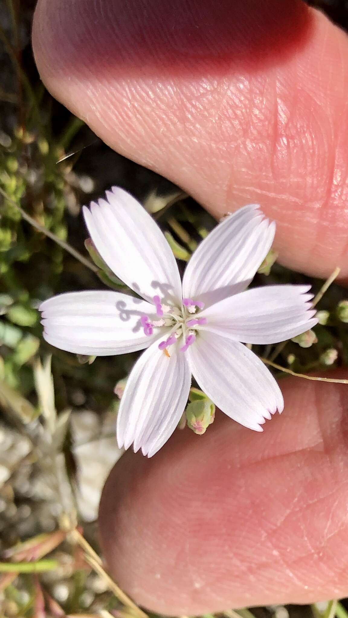 Image of small wirelettuce