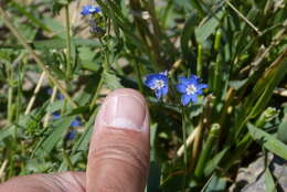 Слика од Veronica kurdica subsp. filicaulis (Freyn) M. A. Fischer