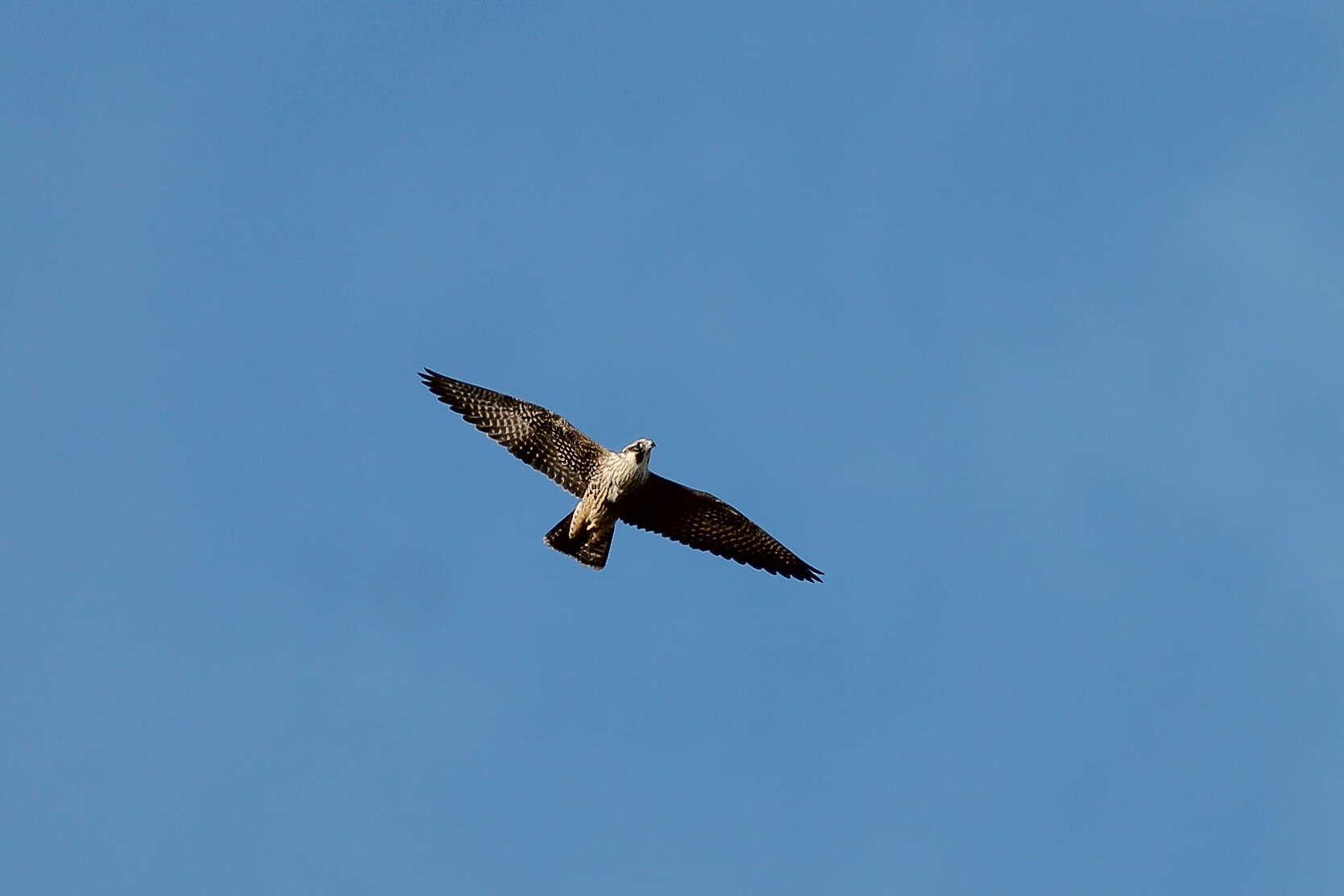 Image of Falco peregrinus tundrius White & CM 1968