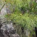 Imagem de Taxodium distichum var. imbricarium (Nutt.) Sarg.