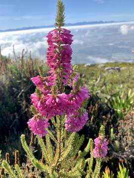 Image of Erica abietina subsp. constantiana E. G. H. Oliv. & I. M. Oliv.