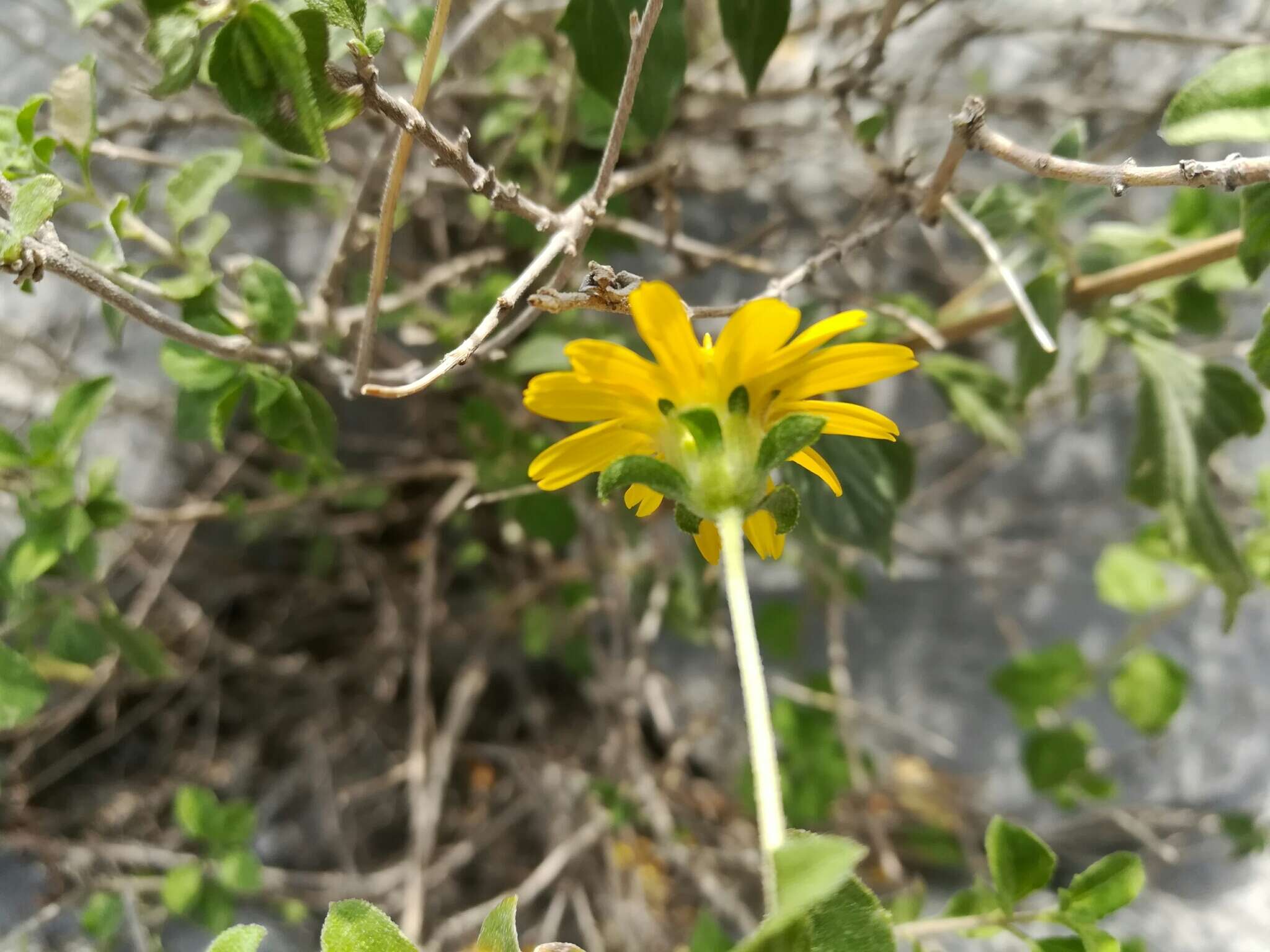 Image of Calanticaria greggii (A. Gray) E. E. Schill. & Panero