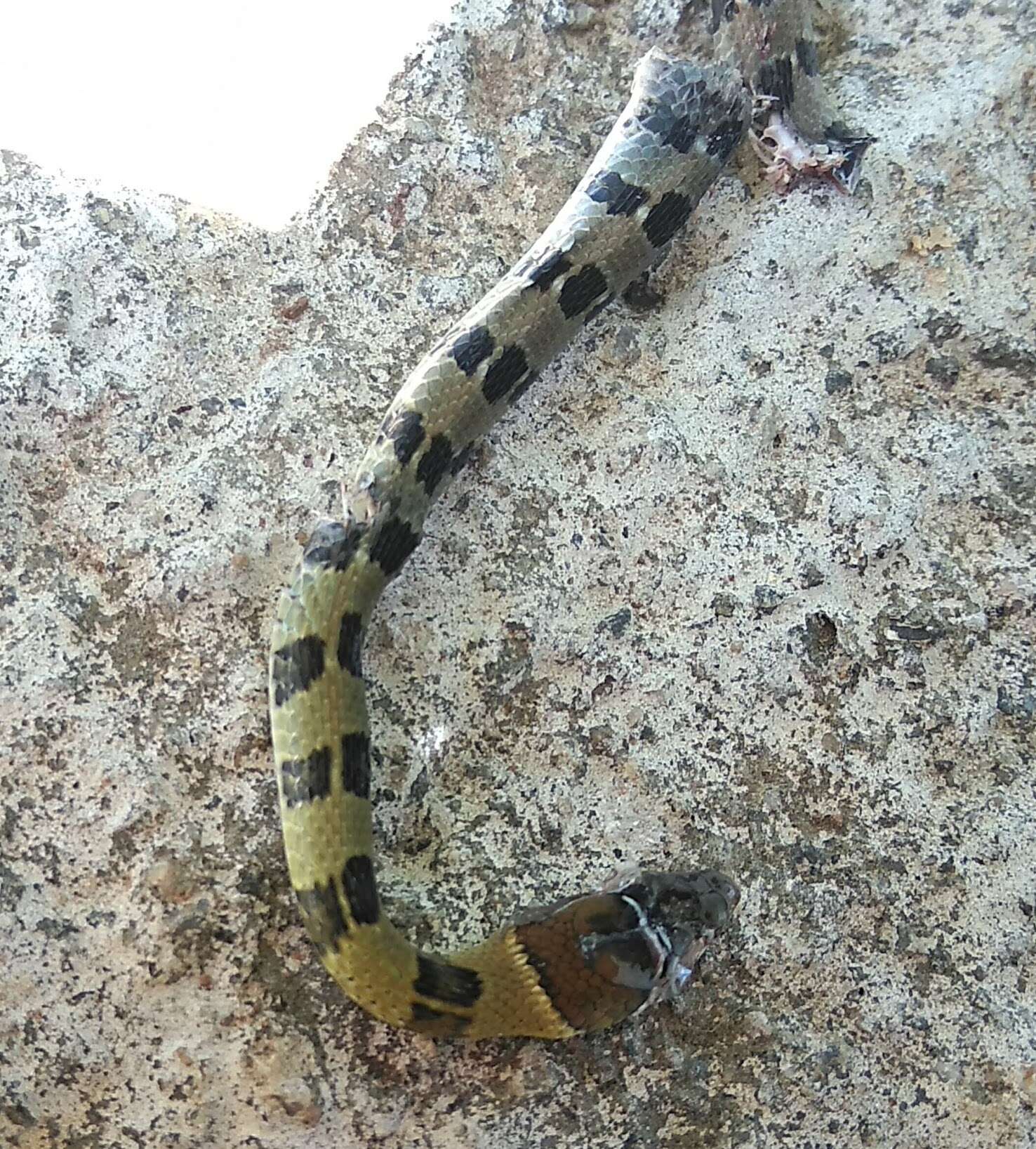 Image of Wynad Keelback