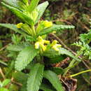 Hedbergia longiflora (Hochst. ex Benth.) A. Fleischm. & Heubl resmi