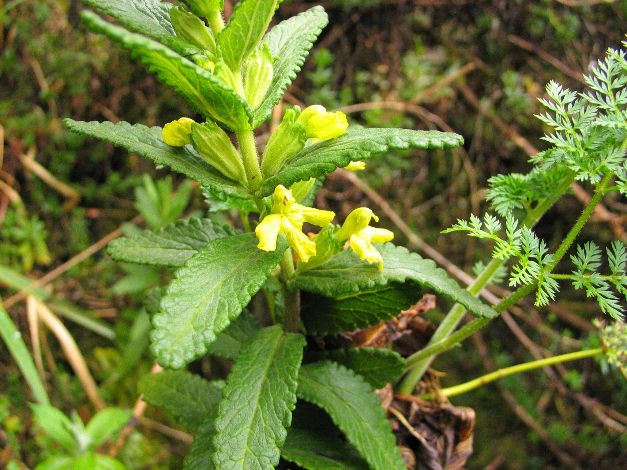 Image of Hedbergia longiflora (Hochst. ex Benth.) A. Fleischm. & Heubl