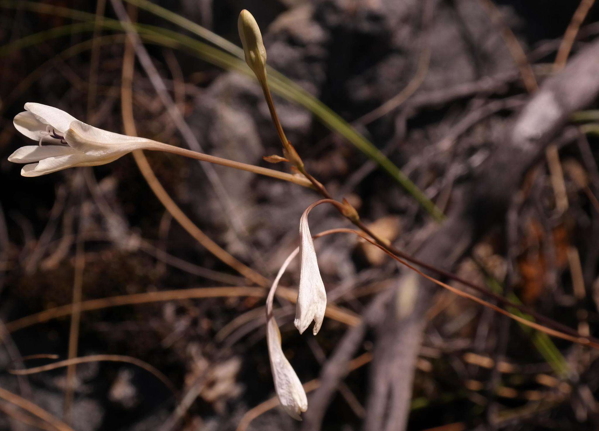 صورة Tritonia linearifolia Goldblatt & J. C. Manning